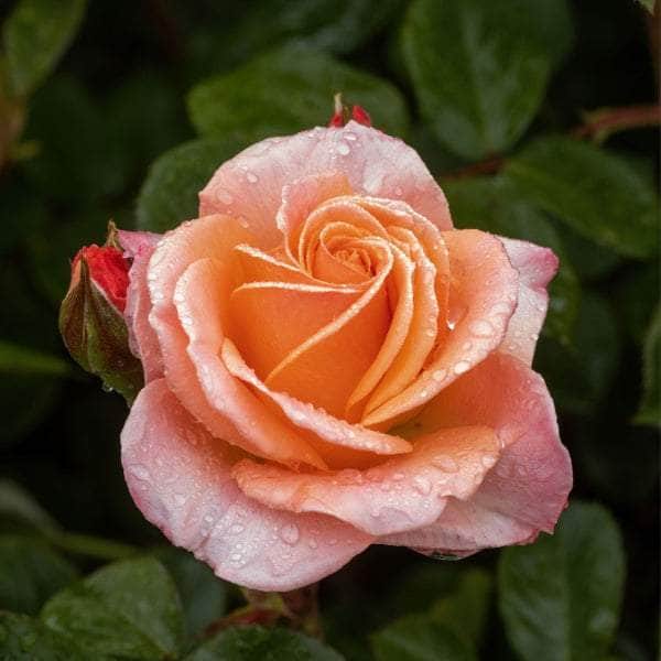 Acqua Garden Flowers Rose 'It's a Wonderful Life'