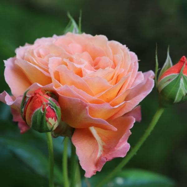 Acqua Garden Flowers Rose 'It's a Wonderful Life'