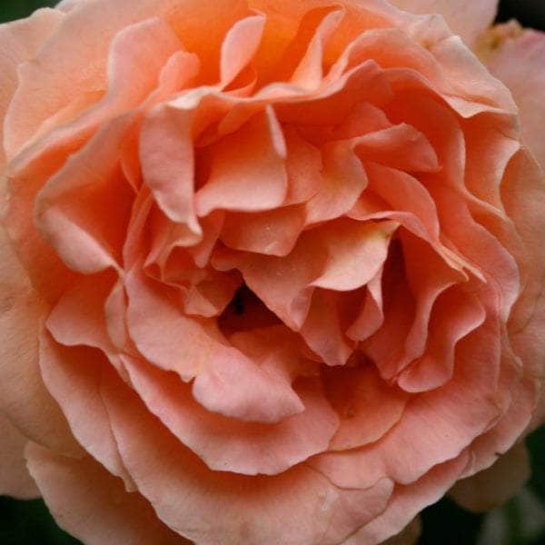 Acqua Garden Flowers Rose 'It's a Wonderful Life'