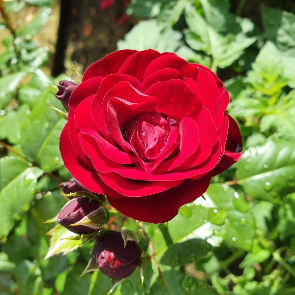 Growing Chards With Roses The Ultimate Guide to Growing Chard | Acqua Garden – AcquaGarden