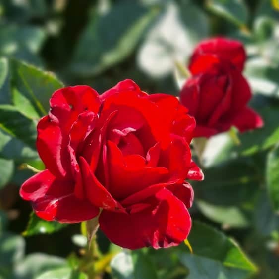 Acqua Garden Flowers Rose 'Lily Marlene'