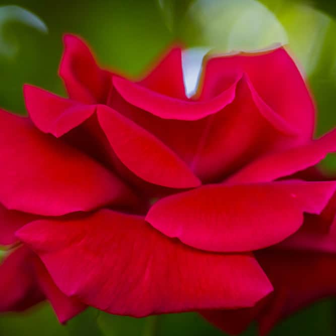 Acqua Garden Flowers Rose 'Lily Marlene'