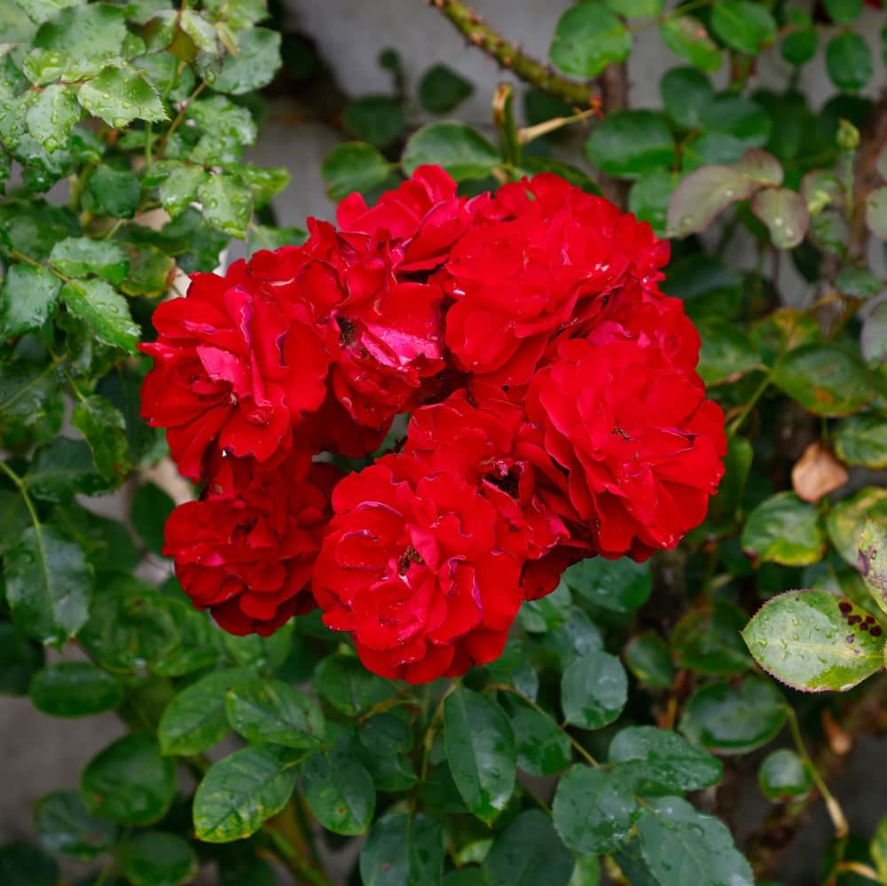 Acqua Garden Flowers Rose 'Lily Marlene'