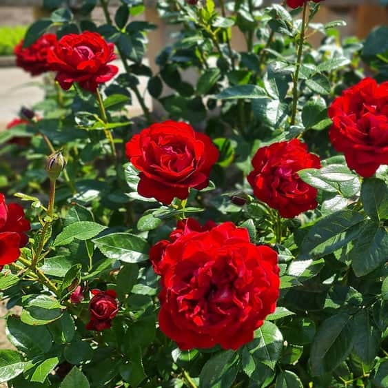 Acqua Garden Flowers Rose 'Lily Marlene'