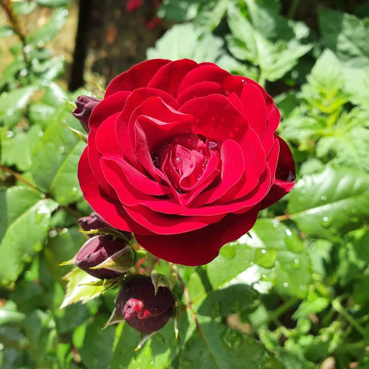 Acqua Garden Flowers Rose 'Lily Marlene'