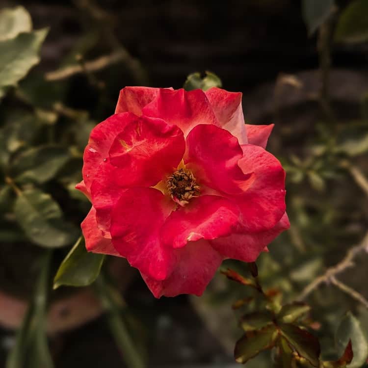 Acqua Garden Flowers Rose 'Lots of Kisses'