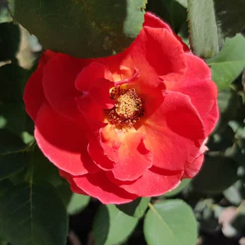 Acqua Garden Flowers Rose 'Lots of Kisses'