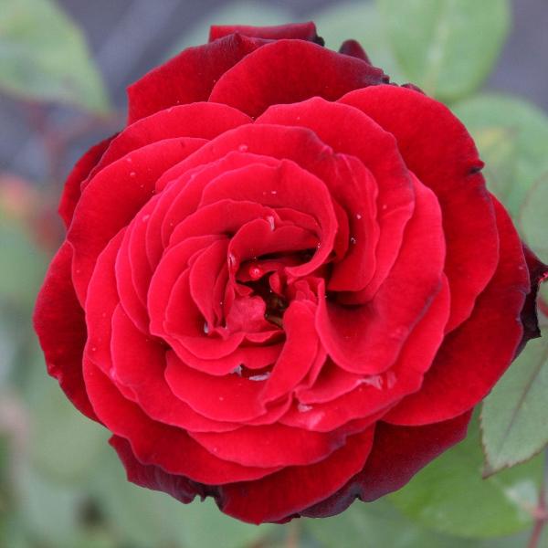 Acqua Garden Flowers Rose 'Lovestruck'