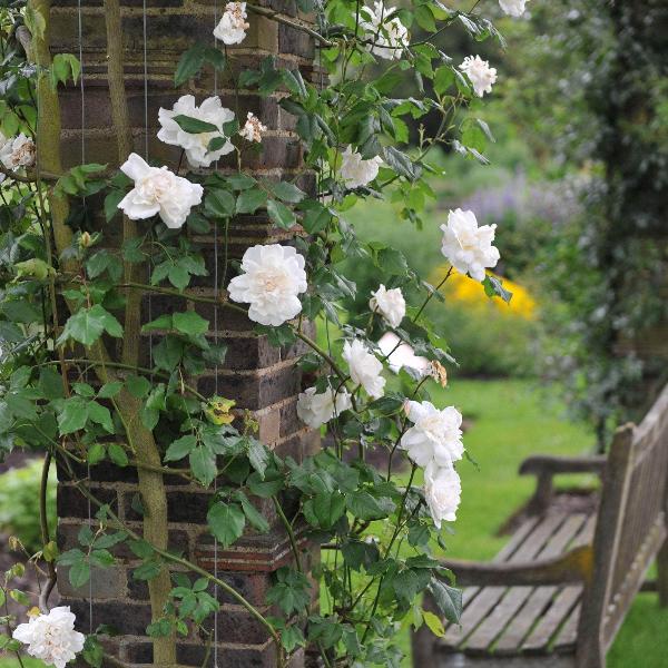 Acqua Garden Flowers Rose 'Madame Alfred Carriere'