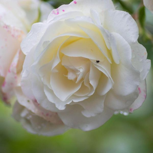 Acqua Garden Flowers Rose 'Madame Alfred Carriere'