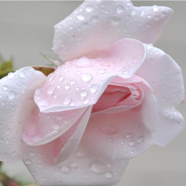 Acqua Garden Flowers Rose 'Madame Alfred Carriere'