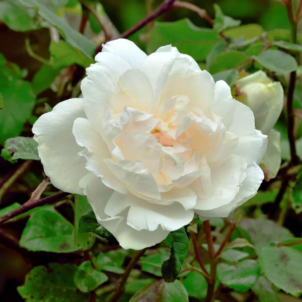 Acqua Garden Flowers Rose 'Madame Alfred Carriere'