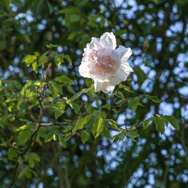 Acqua Garden Flowers Rose 'Madame Alfred Carriere'