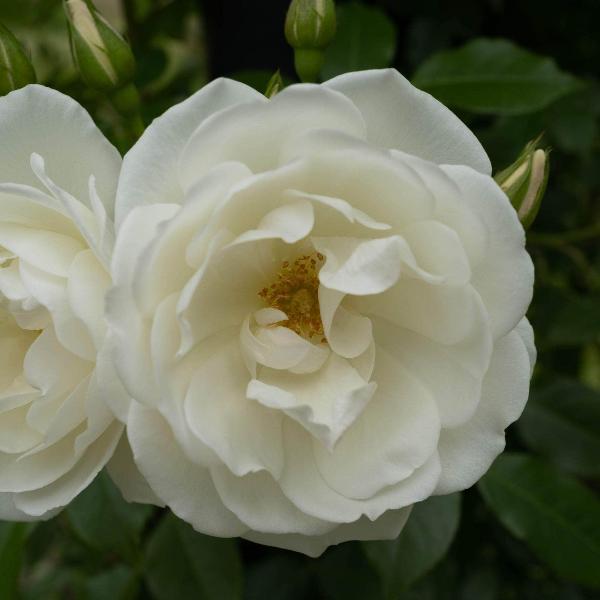 Acqua Garden Flowers Rose 'Margaret Merrill'