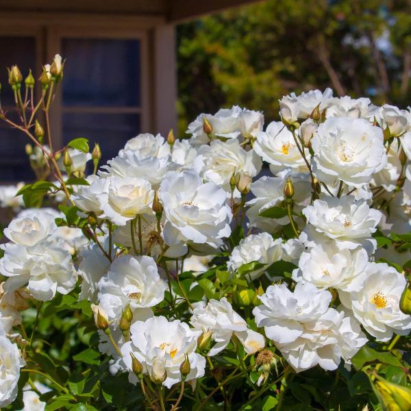 Acqua Garden Flowers Rose 'Margaret Merrill'