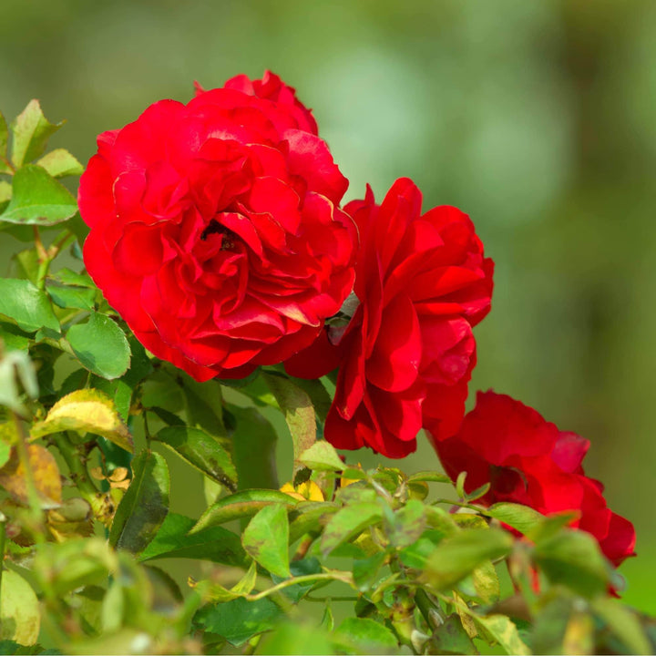 Acqua Garden Flowers Rose 'Mother's Day'