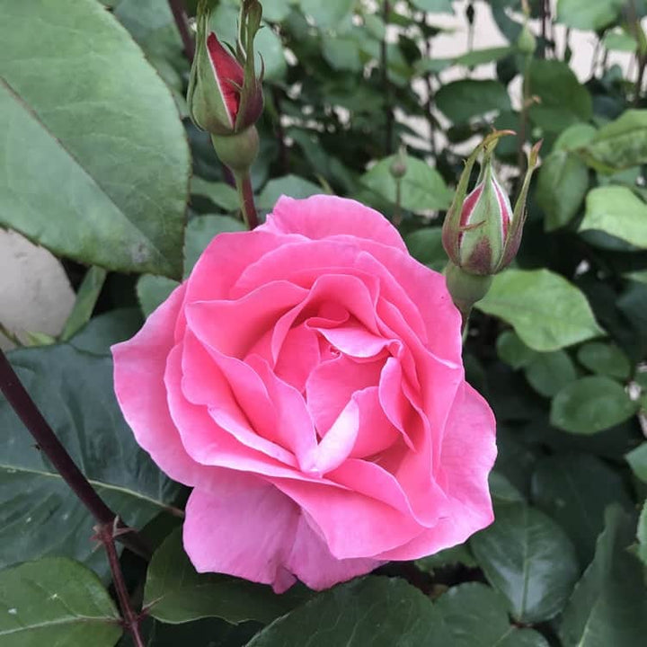 Acqua Garden Flowers Rose 'Mum in a Million'