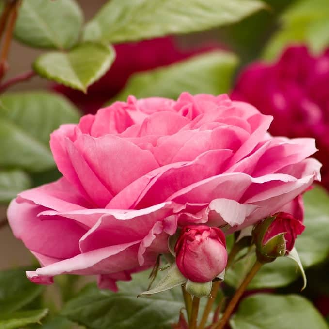 Acqua Garden Flowers Rose 'Mum in a Million'