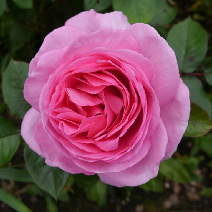 Acqua Garden Flowers Rose 'Mum in a Million'