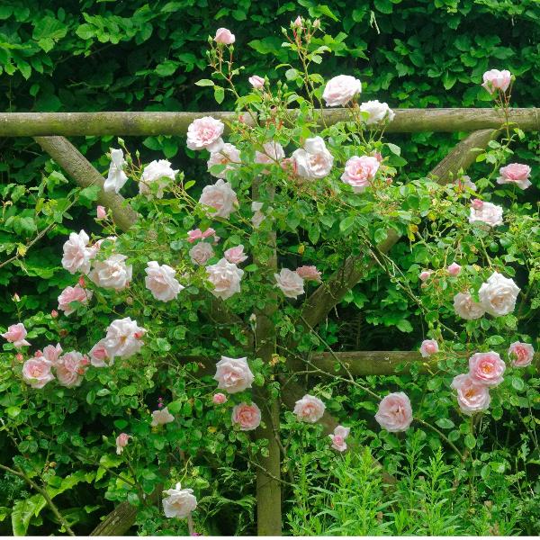 Acqua Garden Flowers Rose 'New Dawn'