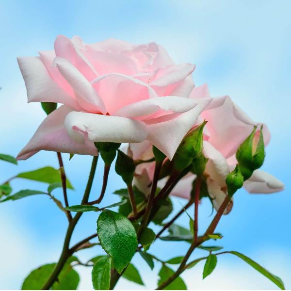 Acqua Garden Flowers Rose 'New Dawn'