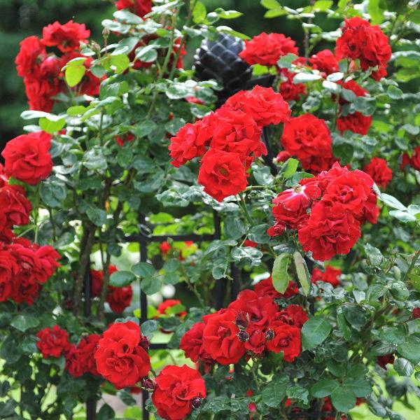 Acqua Garden Flowers Rose 'Paul's Scarlet'