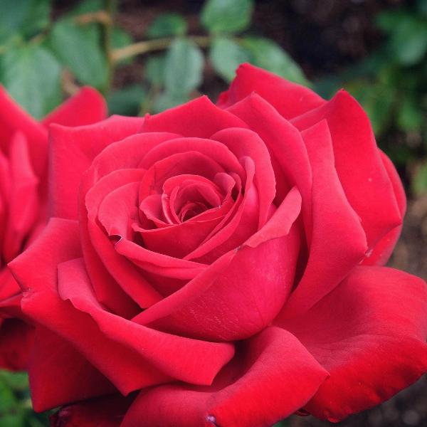 Acqua Garden Flowers Rose 'Paul's Scarlet'
