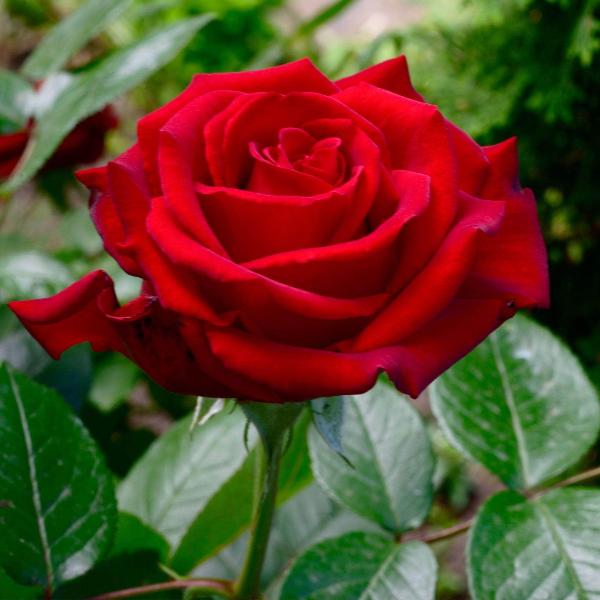 Acqua Garden Flowers Rose 'Paul's Scarlet'