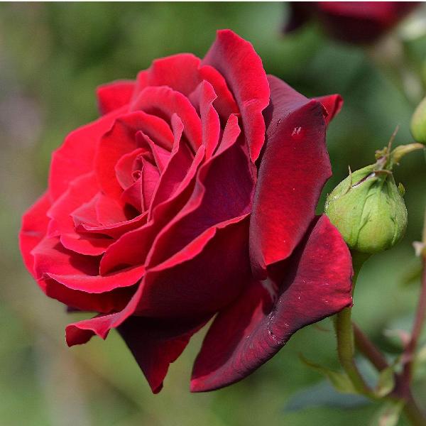 Acqua Garden Flowers Rose 'Paul's Scarlet'