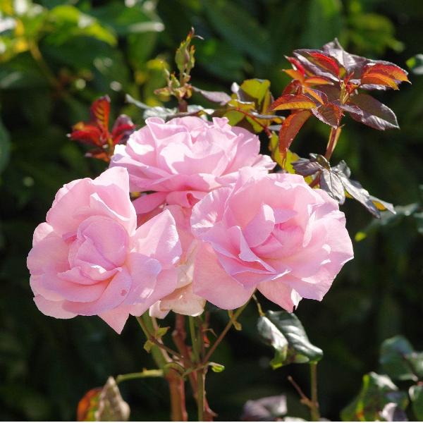 Acqua Garden Flowers Rose 'Queen Elizabeth'