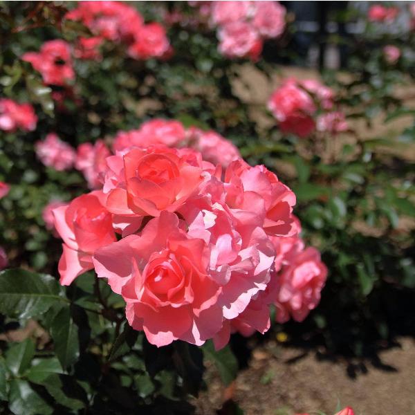 Acqua Garden Flowers Rose 'Queen Elizabeth'