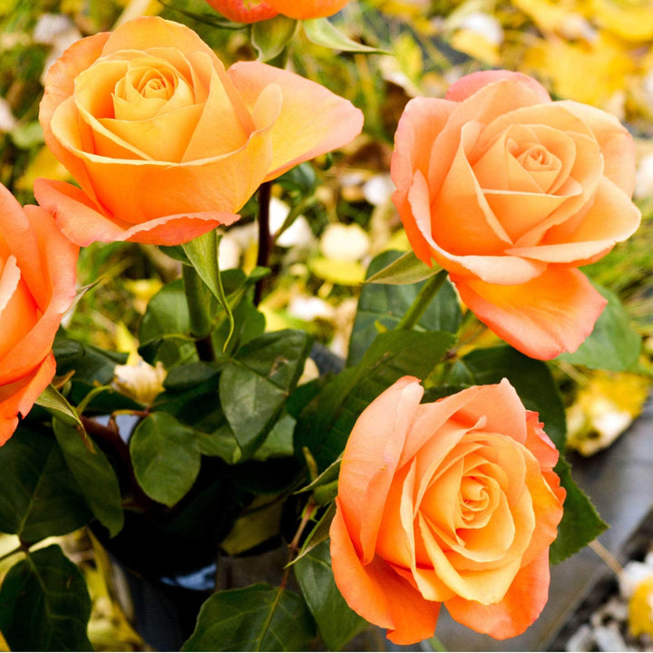 Acqua Garden Flowers Rose 'Remember Me'