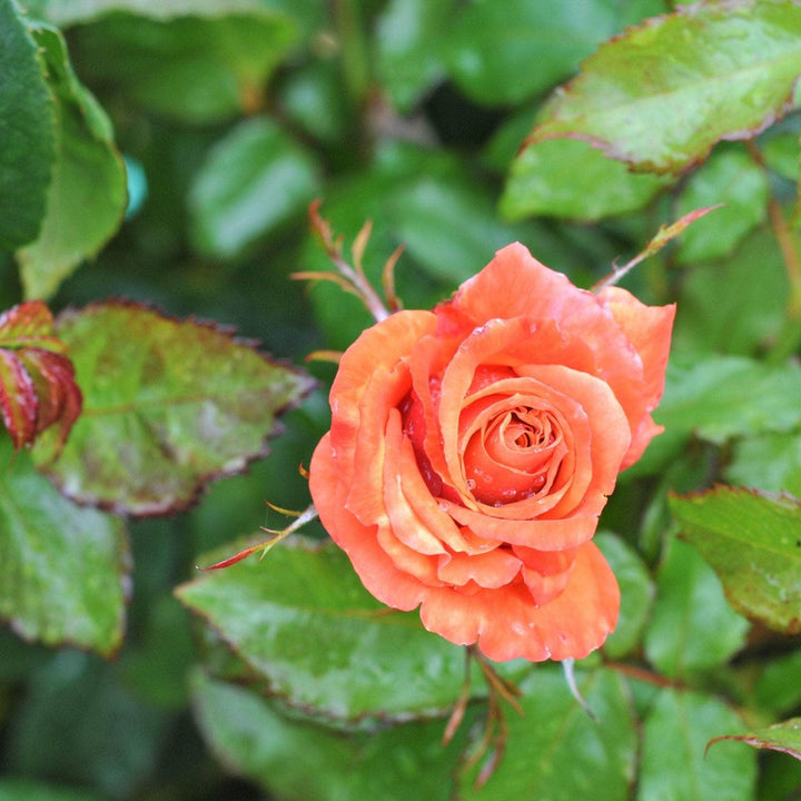 Acqua Garden Flowers Rose 'Remember Me'
