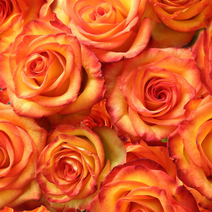 Acqua Garden Flowers Rose 'Remember Me'