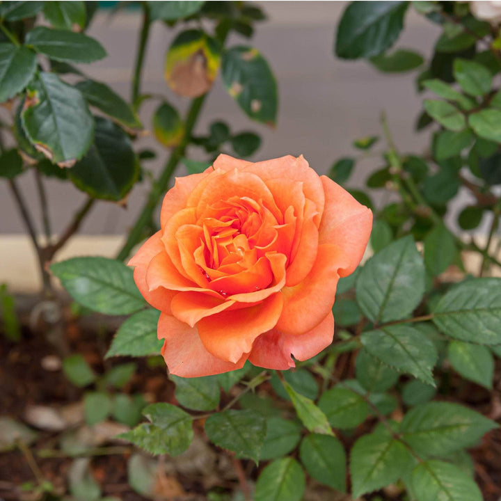 Acqua Garden Flowers Rose 'Remember Me'