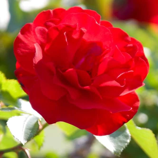 Acqua Garden Flowers Rose 'Remembrance'