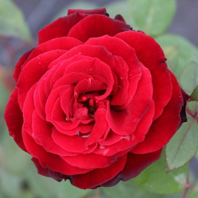 Acqua Garden Flowers Rose 'Remembrance'