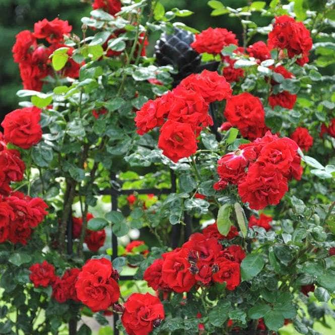 Acqua Garden Flowers Rose 'Remembrance'