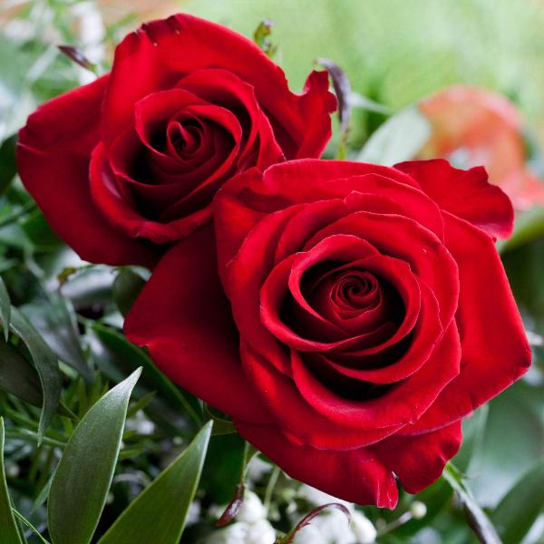 Acqua Garden Flowers Rose 'Ruby Wedding'