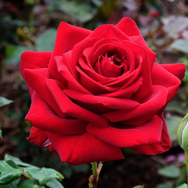 Acqua Garden Flowers Rose 'Ruby Wedding'