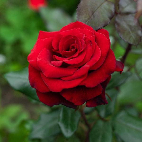Acqua Garden Flowers Rose 'Ruby Wedding'