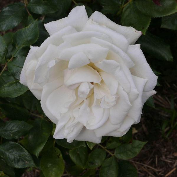 Acqua Garden Flowers Rose 'Silver Anniversary'