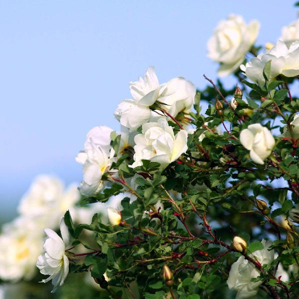 Acqua Garden Flowers Rose 'Silver Anniversary'