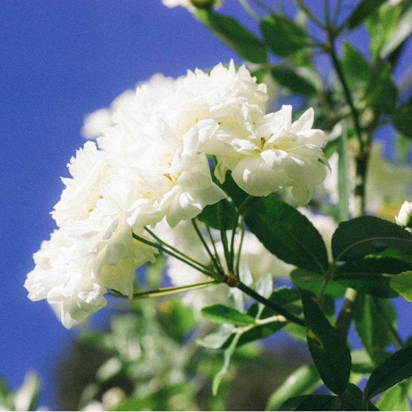Acqua Garden Flowers Rose 'Silver Anniversary'