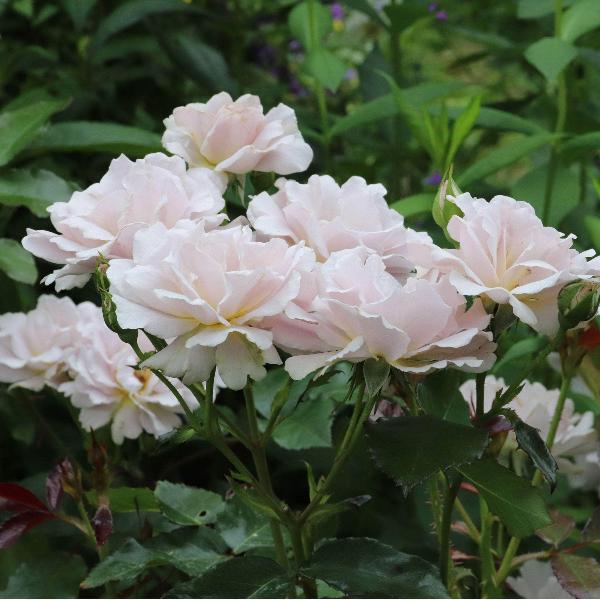 Acqua Garden Flowers Rose 'Silver Anniversary'