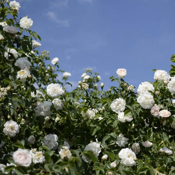 Acqua Garden Flowers Rose 'Silver Anniversary'