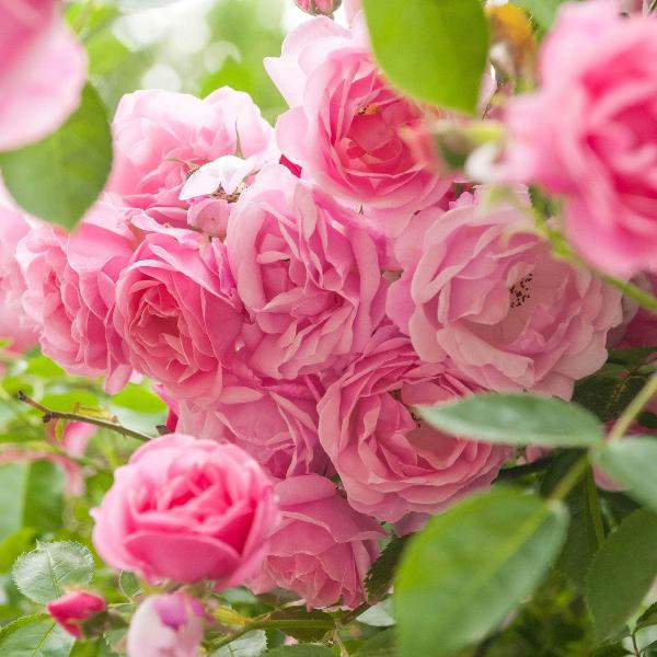 Acqua Garden Flowers Rose 'Special Anniversary'