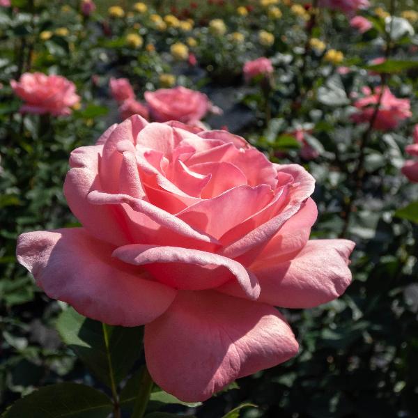 Acqua Garden Flowers Rose 'Special Anniversary'
