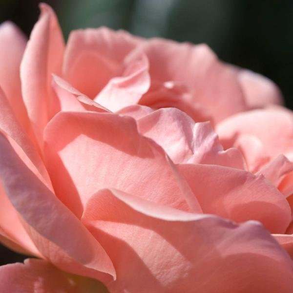 Acqua Garden Flowers Rose 'Special Anniversary'