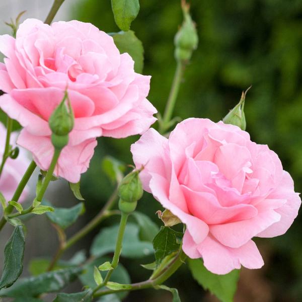 Acqua Garden Flowers Rose 'Special Anniversary'